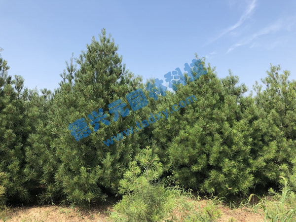 �c���鿴Ԕ����Ϣ���}����Ƥ�� ��x�Δ���2036