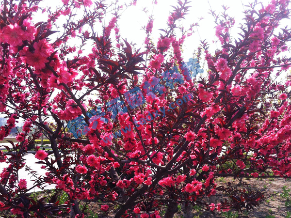 �c���鿴Ԕ����Ϣ���}������ ��x�Δ���2090