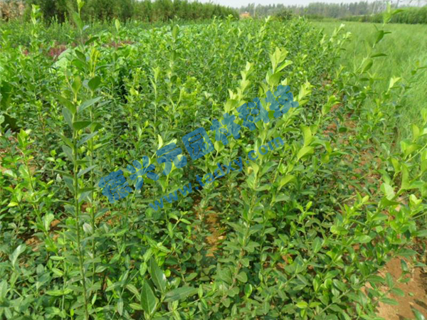 �c���鿴Ԕ����Ϣ���}�����~������ ��x�Δ���2522