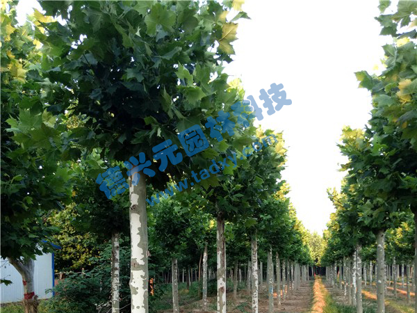 �c���鿴Ԕ����Ϣ���}����ͩ ��x�Δ���2118