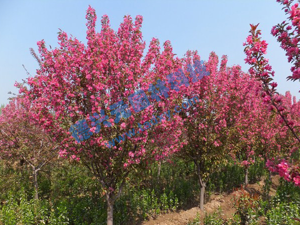 �c���鿴Ԕ����Ϣ���}������ ��x�Δ���2150