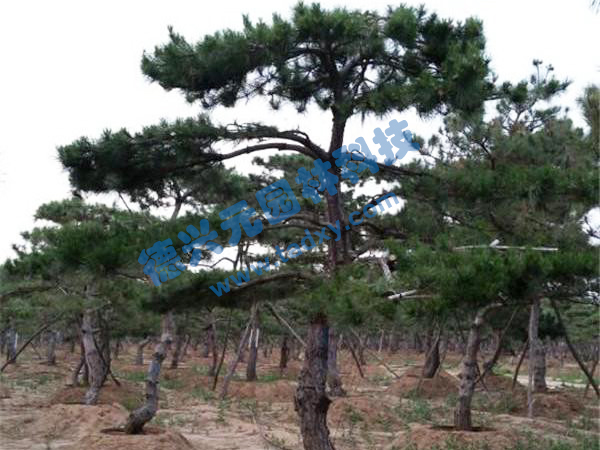 �c���鿴Ԕ����Ϣ���}������ ��x�Δ���2225