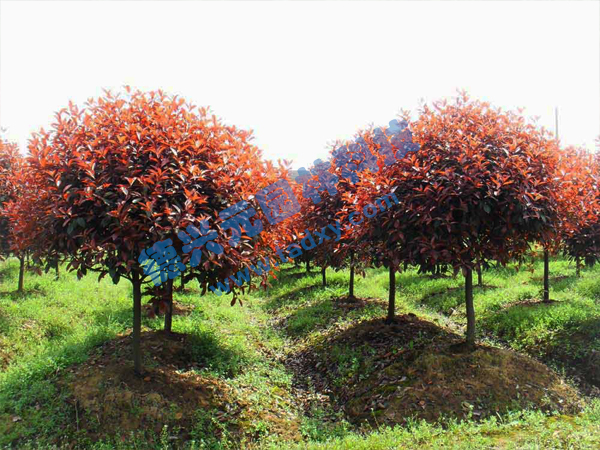 �c���鿴Ԕ����Ϣ���}���t�~ʯ骘� ��x�Δ���2464