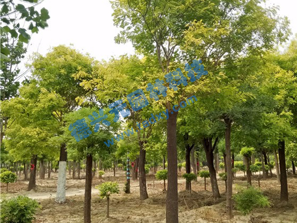 �c���鿴Ԕ����Ϣ���}�����~�� ��x�Δ�(sh��)��2125