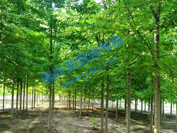 �c���鿴Ԕ����Ϣ���}�������t�� ��x�Δ�(sh��)��1850