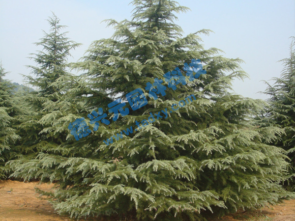 �c���鿴Ԕ����Ϣ���}��ѩ�� ��x�Δ�(sh��)��1759