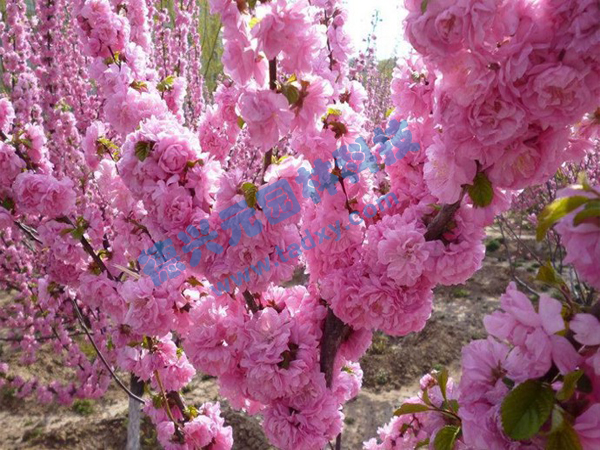 �c���鿴Ԕ����Ϣ���}���ѻ� ��x�Δ�(sh��)��1792